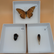 Use of insect specimens for Science Olympiad ...