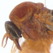 Type catalogue of the Simuliidae (Diptera) ...